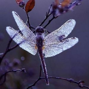 Meet your Posher, Debbi